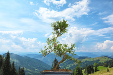 Japanese bonsai plant against mountain landscape. Zen and harmony