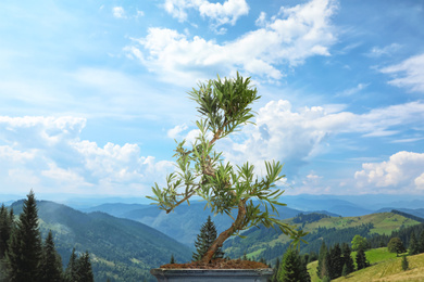 Image of Japanese bonsai plant against mountain landscape. Zen and harmony