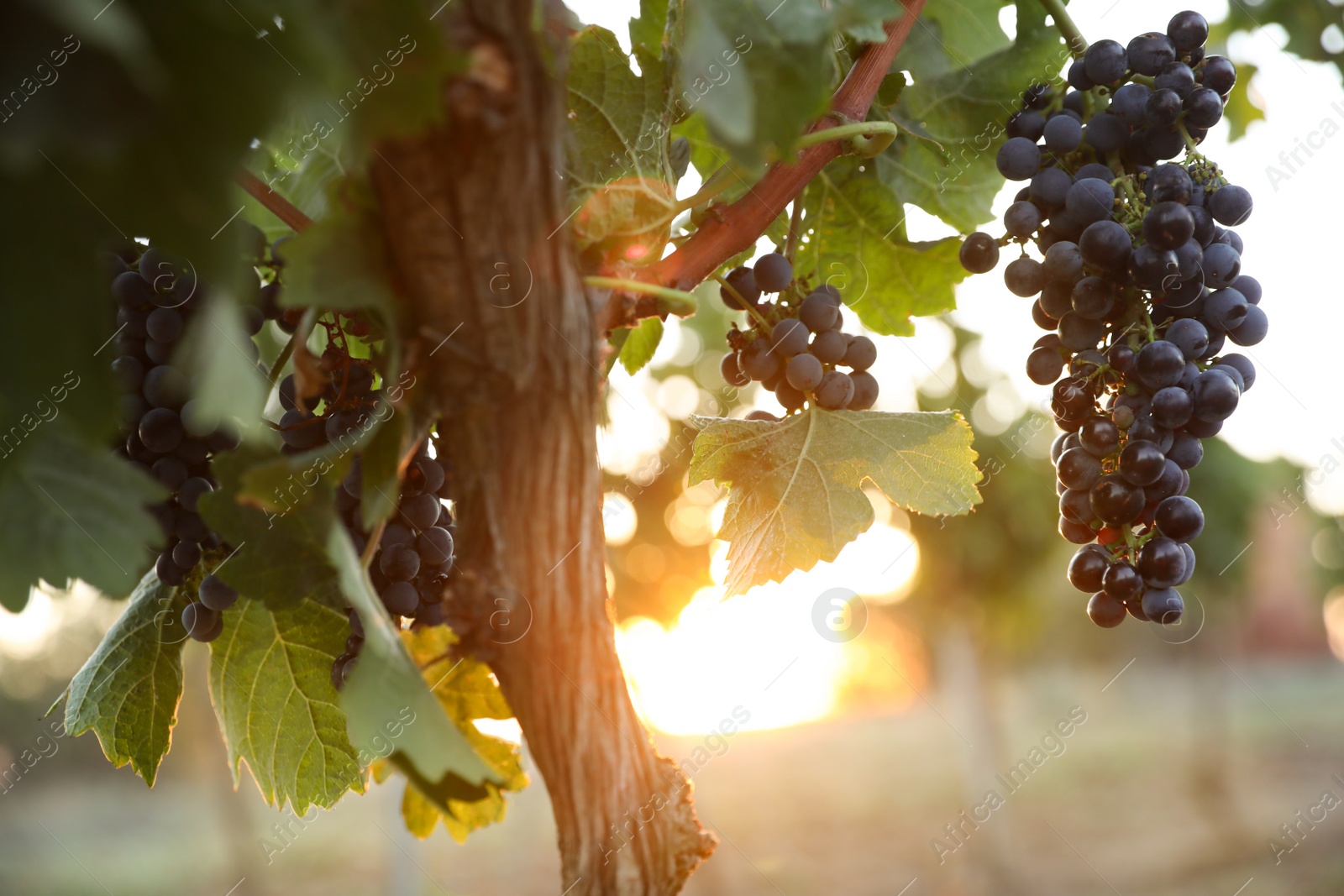 Photo of Bunch of ripe juicy grapes on branch in vineyard