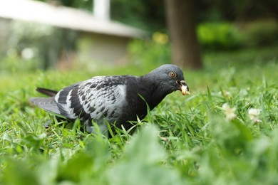 Photo of Beautiful grey dove eating bread crumb on green grass outdoors