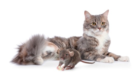 Cute fluffy cat and rat on white background. Lovely pets