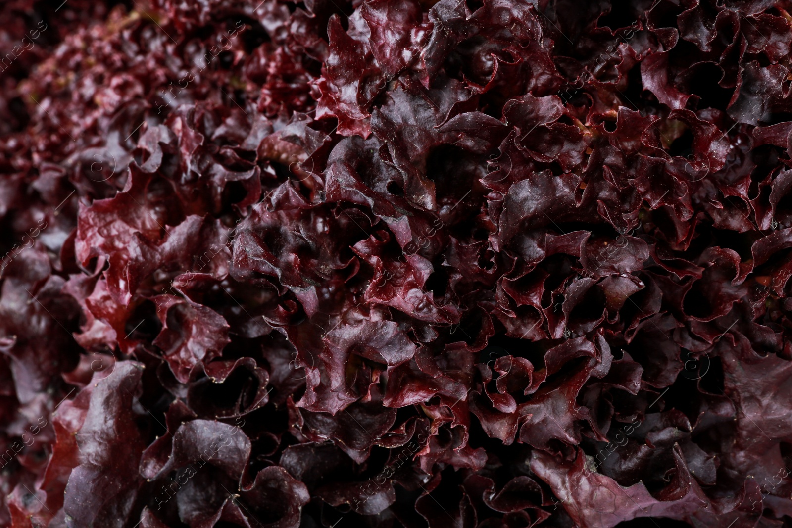 Photo of Fresh red coral lettuce as background, closeup