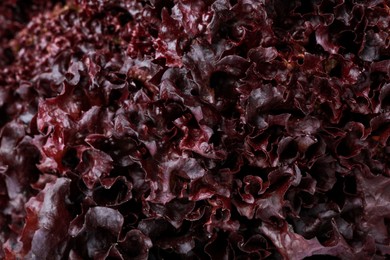 Photo of Fresh red coral lettuce as background, closeup