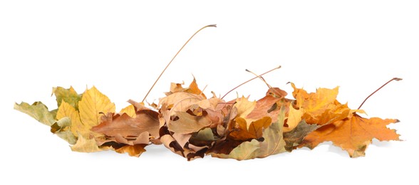 Photo of Pile of dry autumn leaves isolated on white
