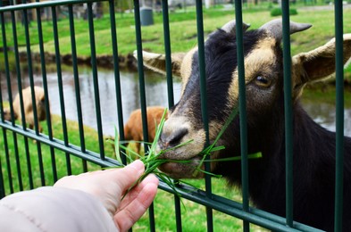 Woman feeding cute goat with fresh green grass, closeup