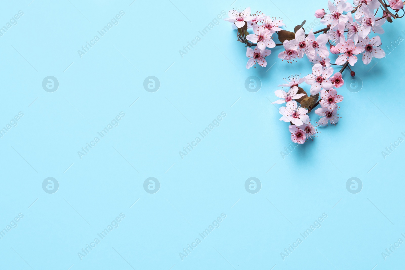 Photo of Cherry tree branch with beautiful pink blossoms on light blue background, flat lay. Space for text