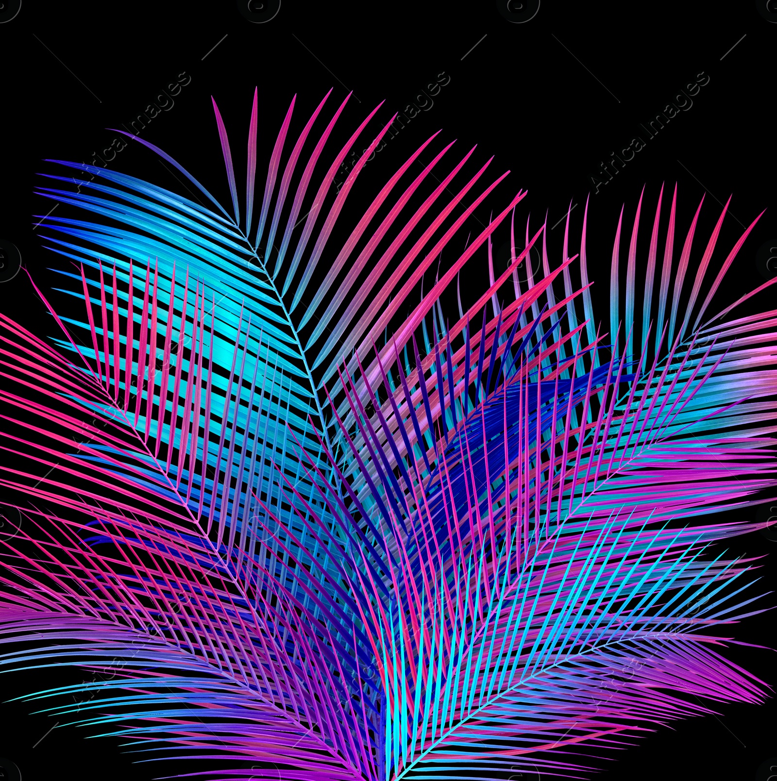 Image of Tropical leaves in neon colors on black background