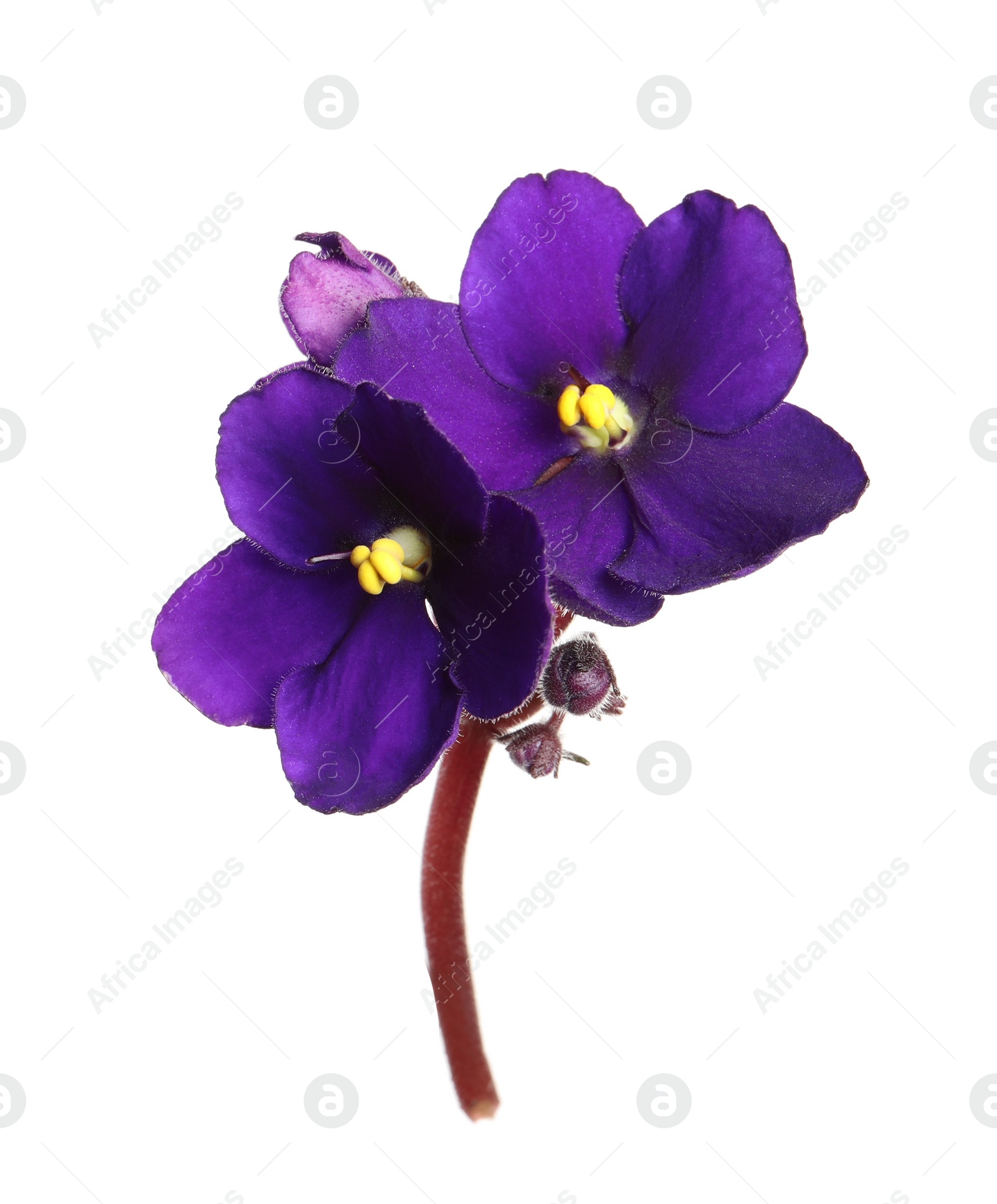 Photo of Purple flowers of violet plant isolated on white