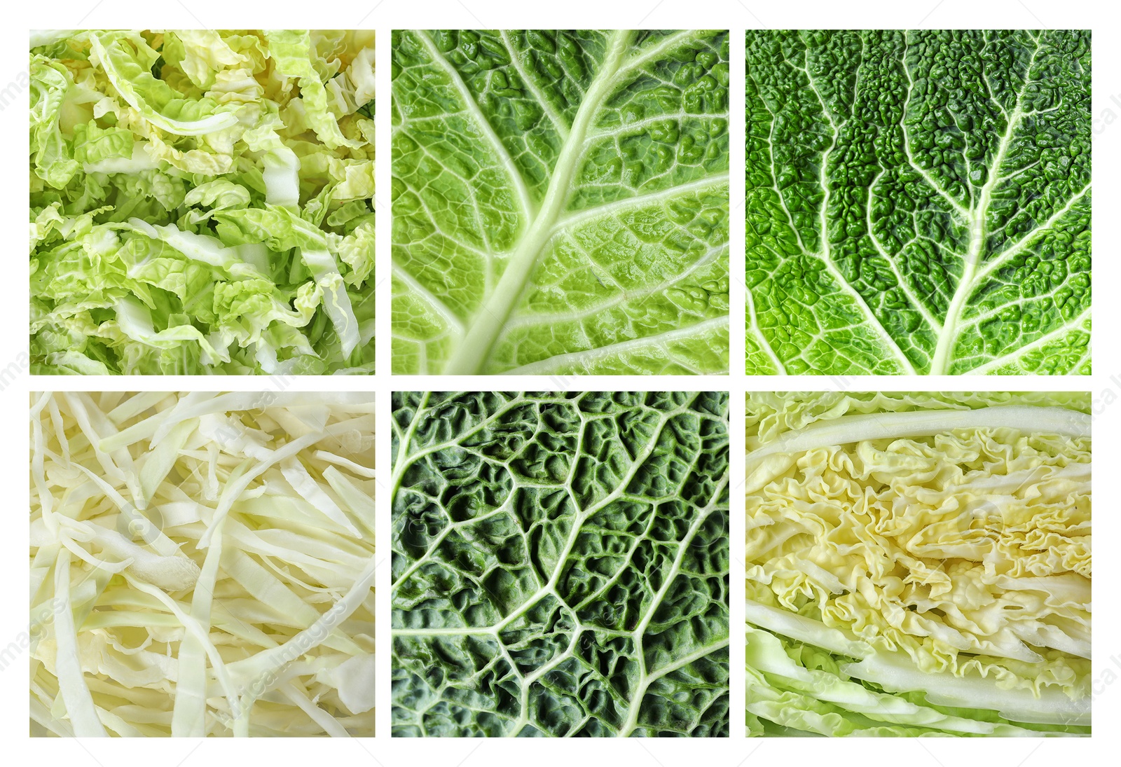 Image of Collage of different fresh cabbages, top view