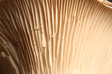 Photo of Macro photo of oyster mushroom as background