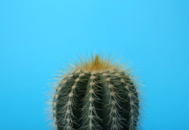 Photo of Beautiful green cactus on light blue background, closeup. Tropical plant