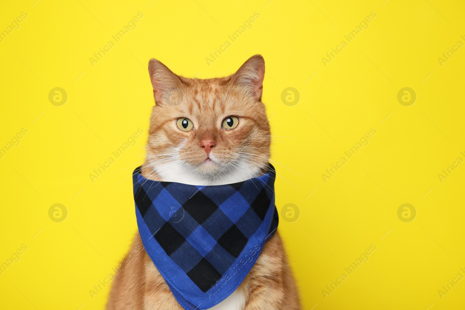 Photo of Cute ginger cat with bandana on yellow background. Adorable pet