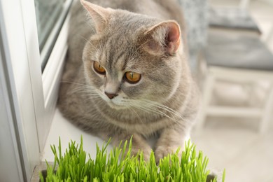 Cute cat near fresh green grass on windowsill indoors