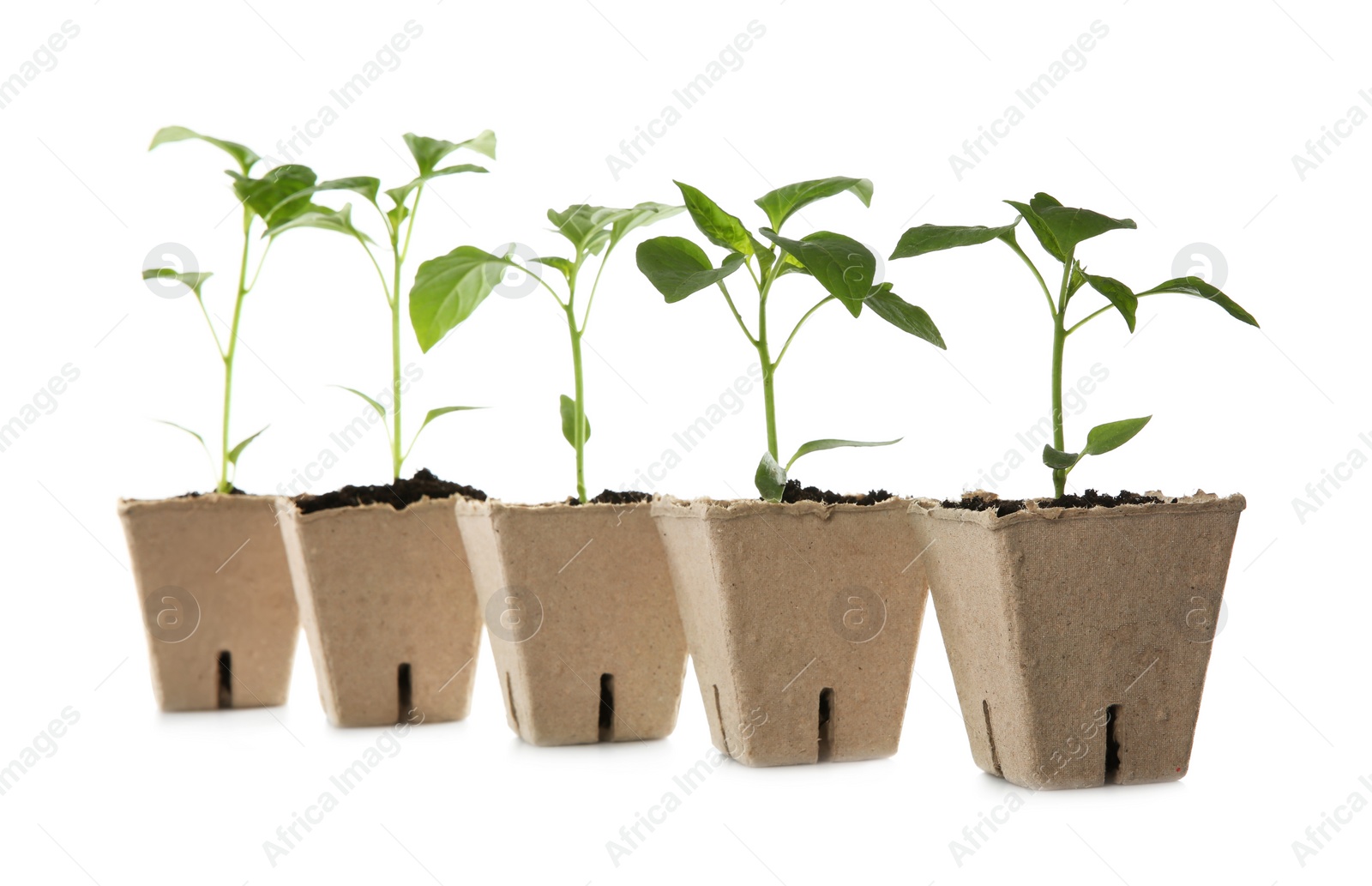 Photo of Green pepper seedlings in peat pots isolated on white