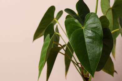 Photo of Beautiful anthurium on beige background. House plants