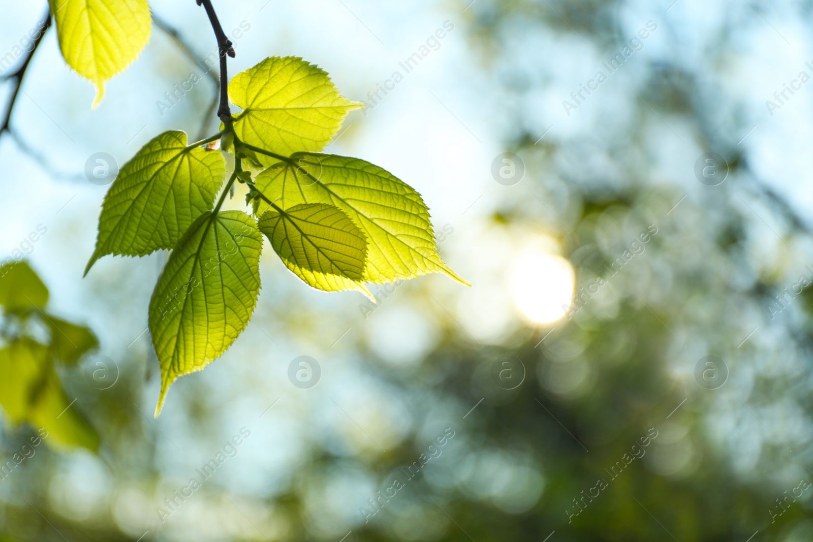 Photo of Tree branch with green leaves on sunny day