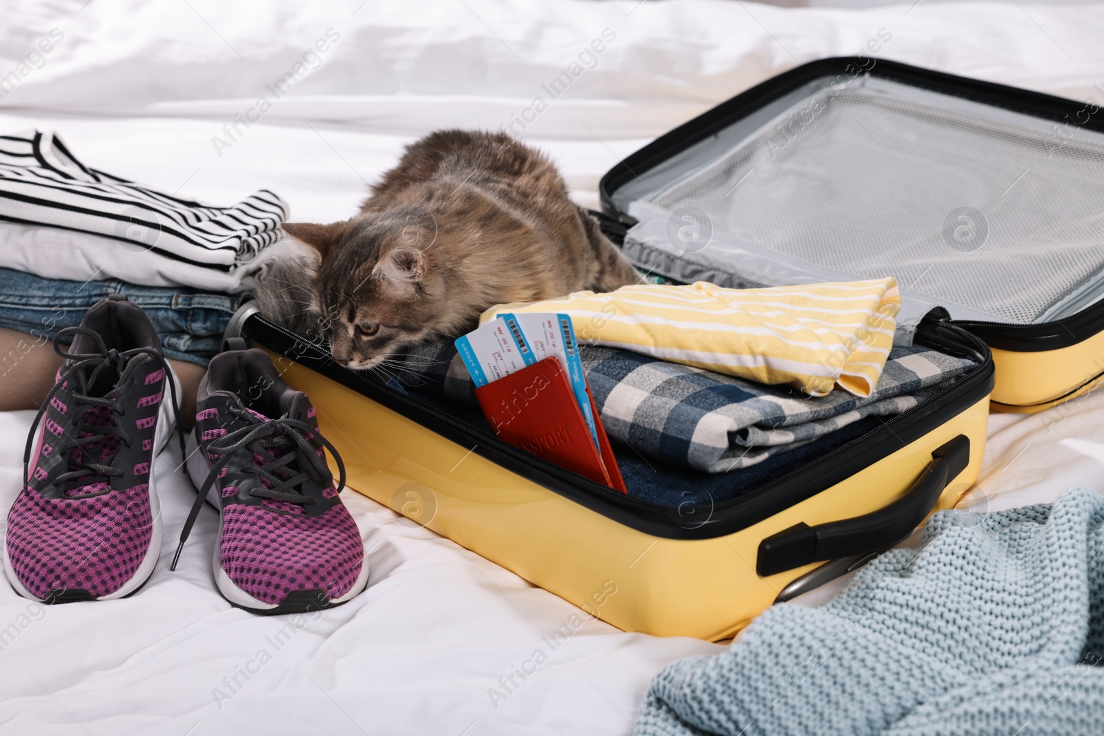 Photo of Travel with pet. Clothes, cat and suitcase on bed indoors