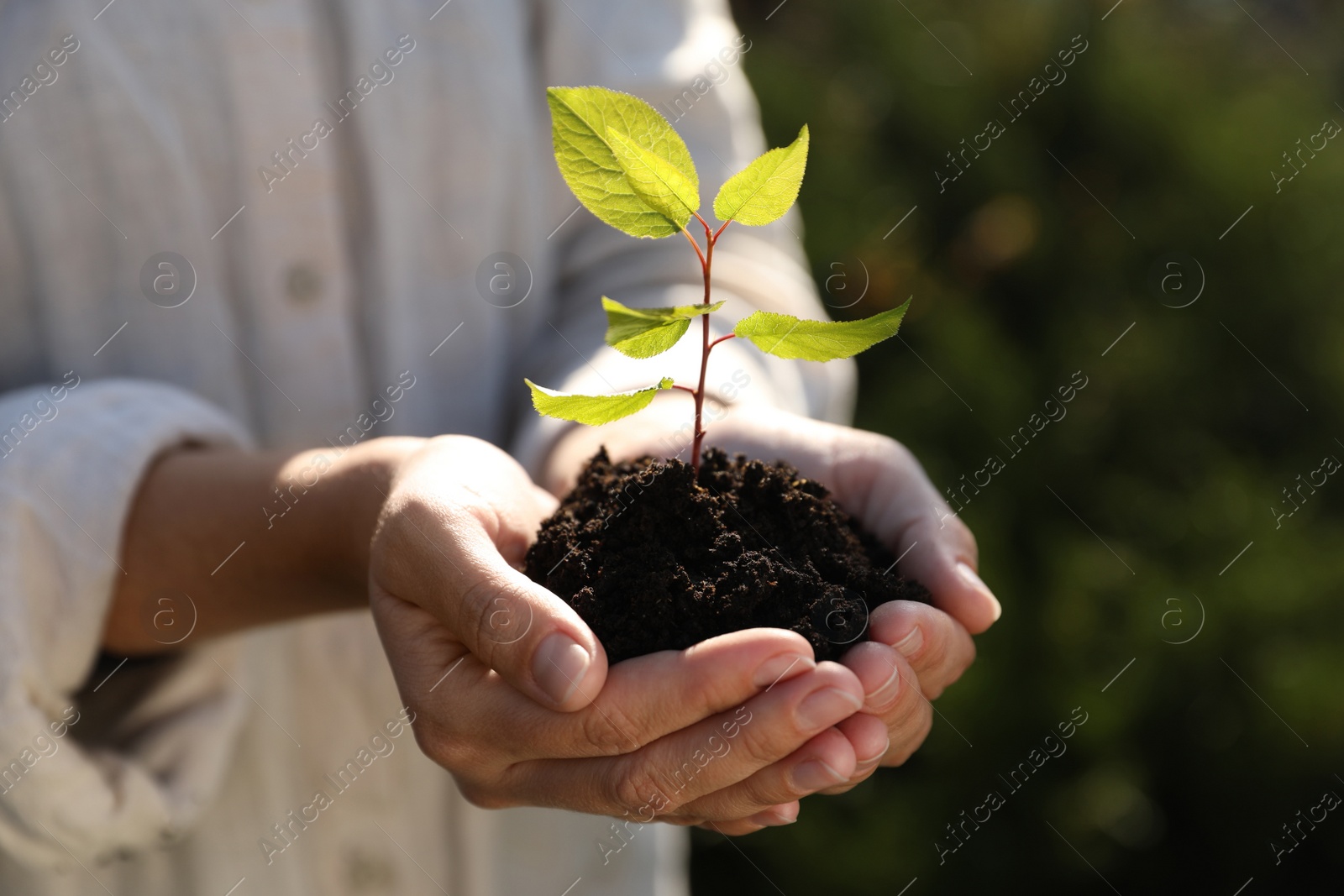 Photo of Woman holding soil with young green seedling outdoors, closeup. Planting tree