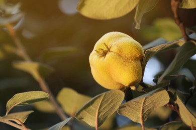 Photo of Quince tree branch with fruit outdoors, closeup