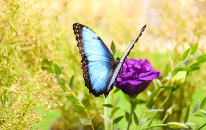 Photo of Beautiful Blue Morpho butterfly on eustoma flower outdoors