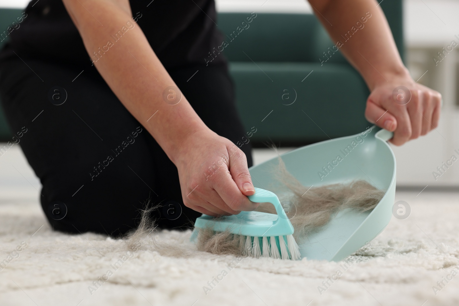 Photo of Woman with brush and scoop removing pet hair from carpet at home, closeup