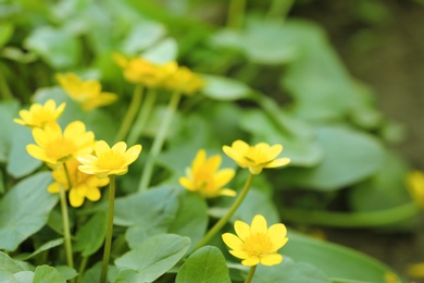 Photo of Many beautiful blooming spring flowers in garden