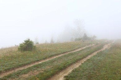 Photo of Picturesque view of path to foggy forest. Beautiful landscape
