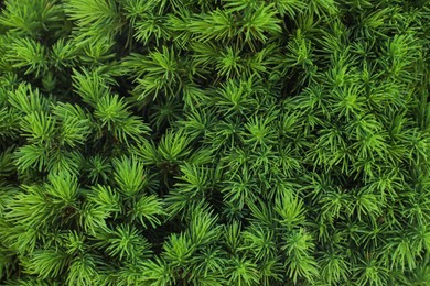 Beautiful green coniferous tree as background, closeup