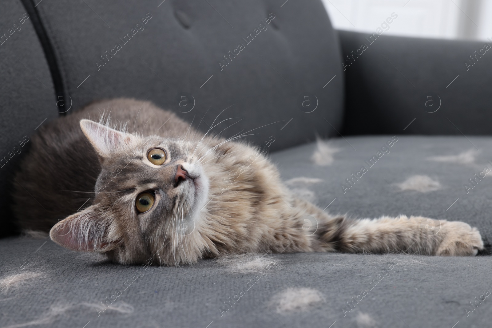 Photo of Cute cat and pet hair on grey sofa indoors