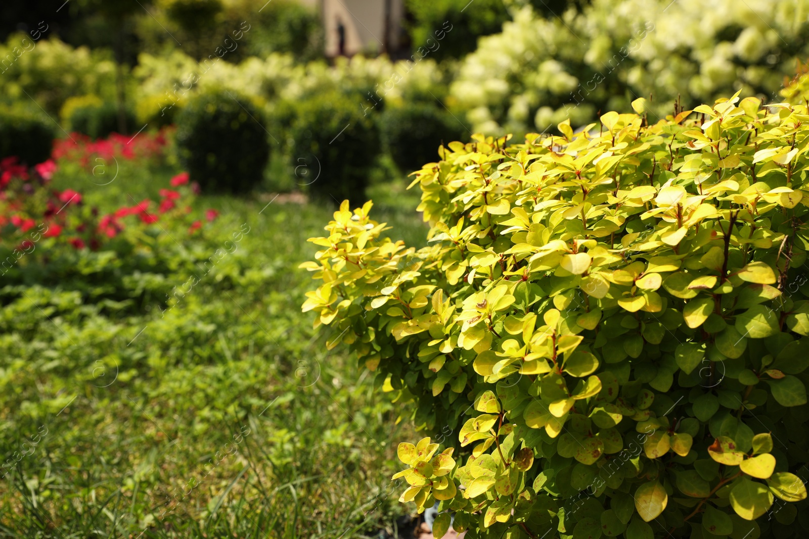 Photo of Barberry shrub growing outdoors, space for text. Gardening and landscaping