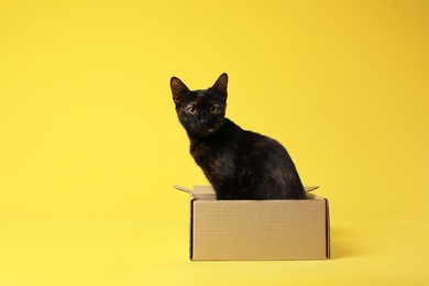 Cute black cat sitting in cardboard box on yellow background