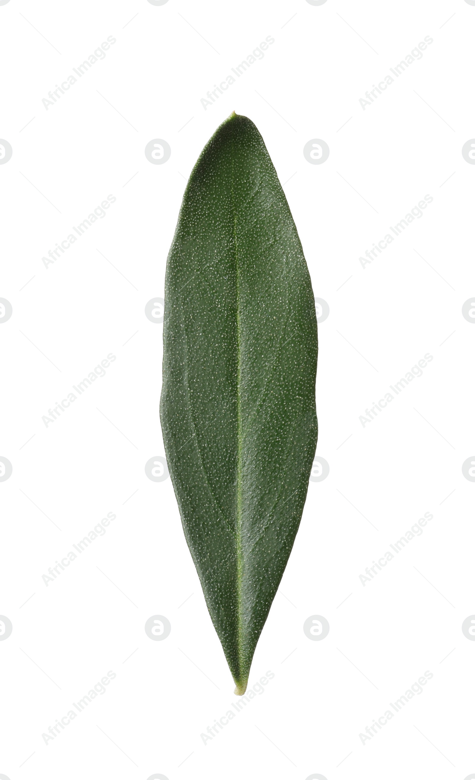 Photo of Fresh green olive leaf on white background