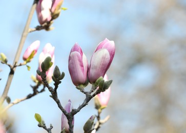 Photo of Beautiful blooming Magnolia tree on sunny day outdoors, closeup. Space for text