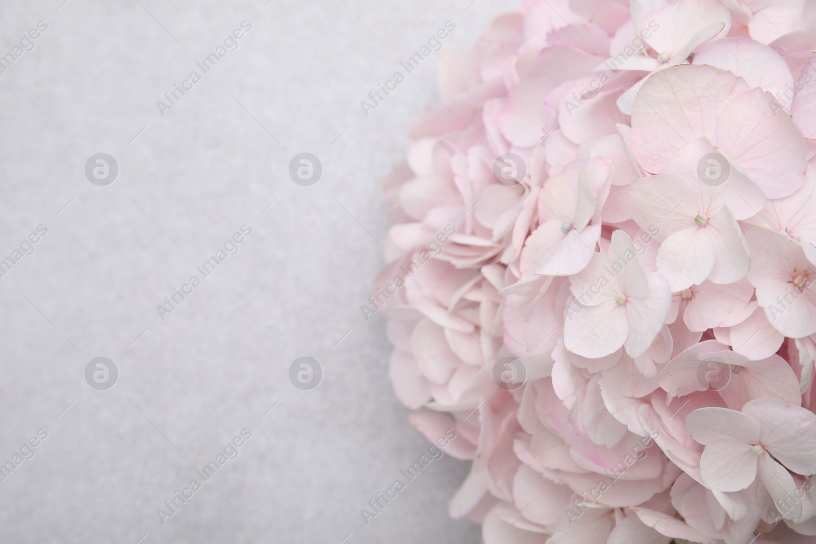 Photo of Beautiful pink hydrangea flower on light textured background, closeup. Space for text