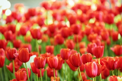 Photo of Blossoming tulips outdoors on sunny spring day