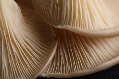 Macro view of fresh oyster mushrooms as background