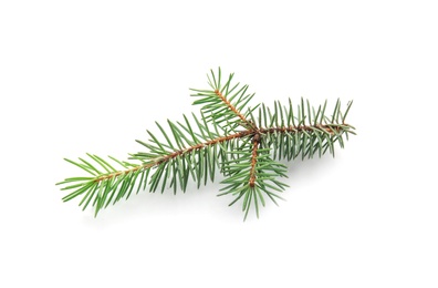 Branch of Christmas tree on white background