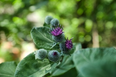 Photo of Beautiful burdock plant with flowers and green leaves outdoors, closeup