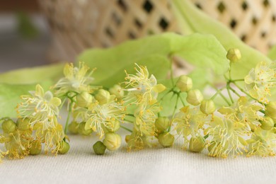 Fresh linden leaves and flowers on white cloth, closeup