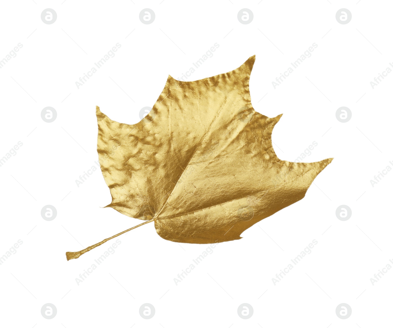 Photo of One golden maple leaf isolated on white. Autumn season