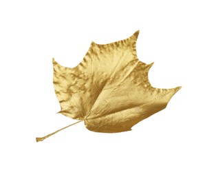 One golden maple leaf isolated on white. Autumn season