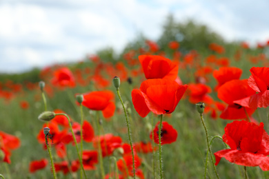 Photo of Beautiful red poppy flowers growing in field, closeup