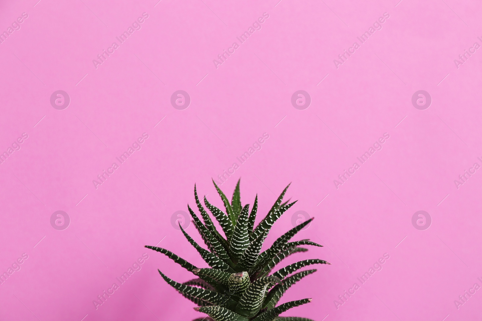 Photo of Beautiful succulent (Haworthia fasciata) on pink background