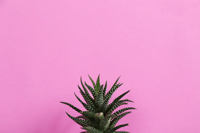 Beautiful succulent (Haworthia fasciata) on pink background