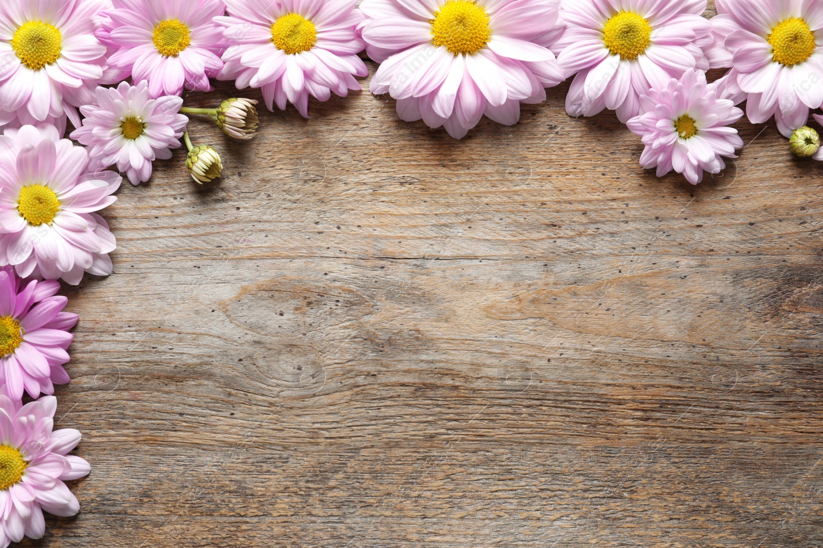 Photo of Beautiful chamomile flowers on wooden background, flat lay with space for text