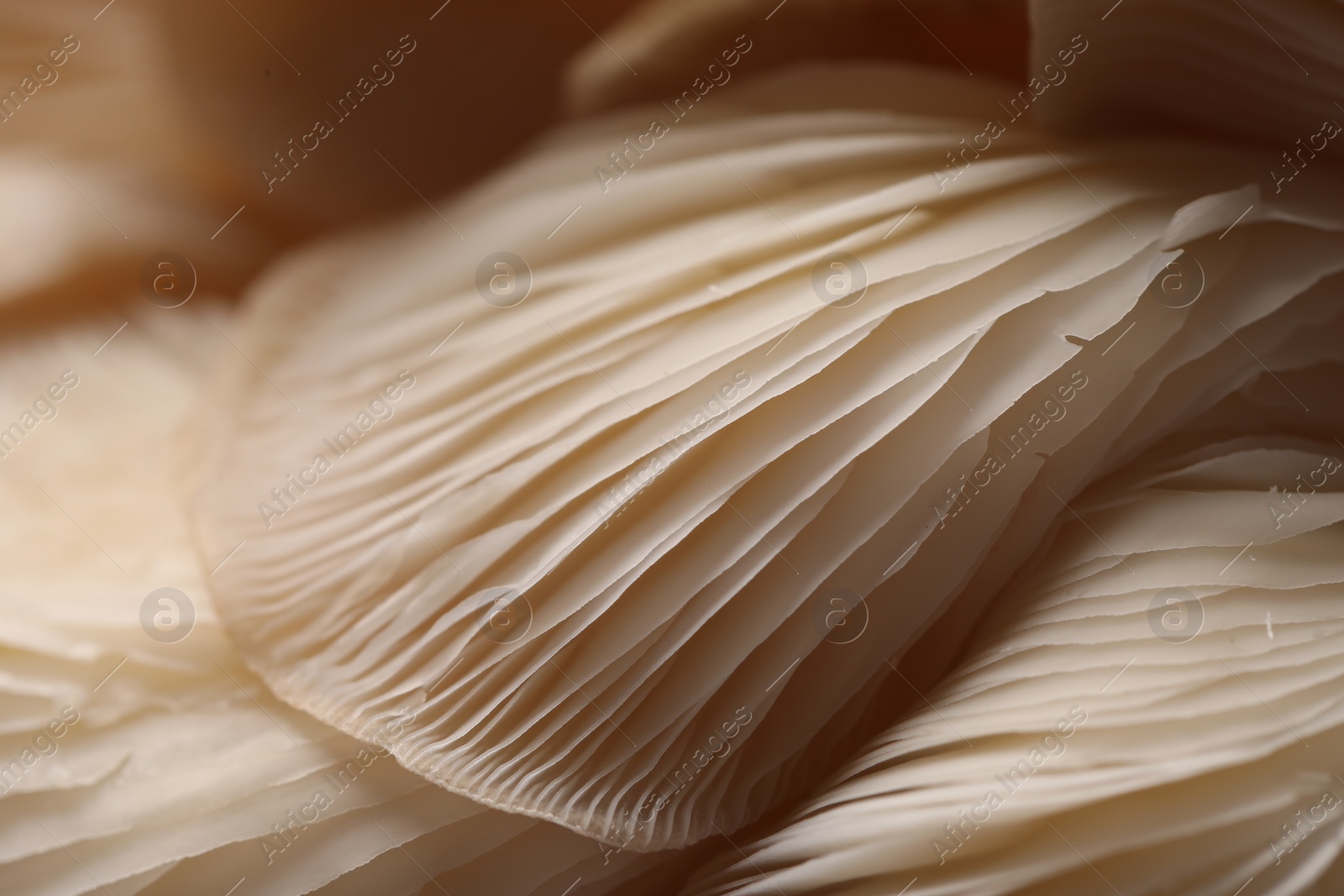 Photo of Fresh oyster mushrooms as background, macro view