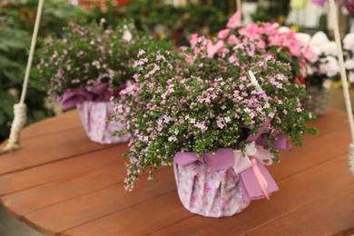 Beautiful blooming soapwort plant wrapped in gift paper on wooden table indoors