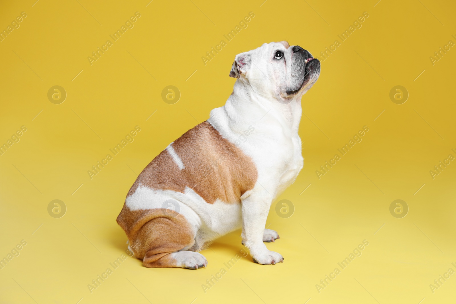 Photo of Adorable funny English bulldog on yellow background