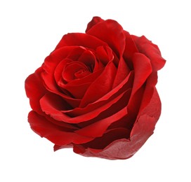 Photo of Beautiful fresh red rose isolated on white