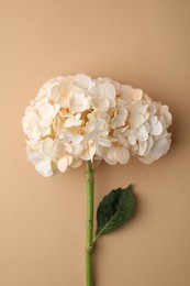 Beautiful hydrangea flower on beige background, top view